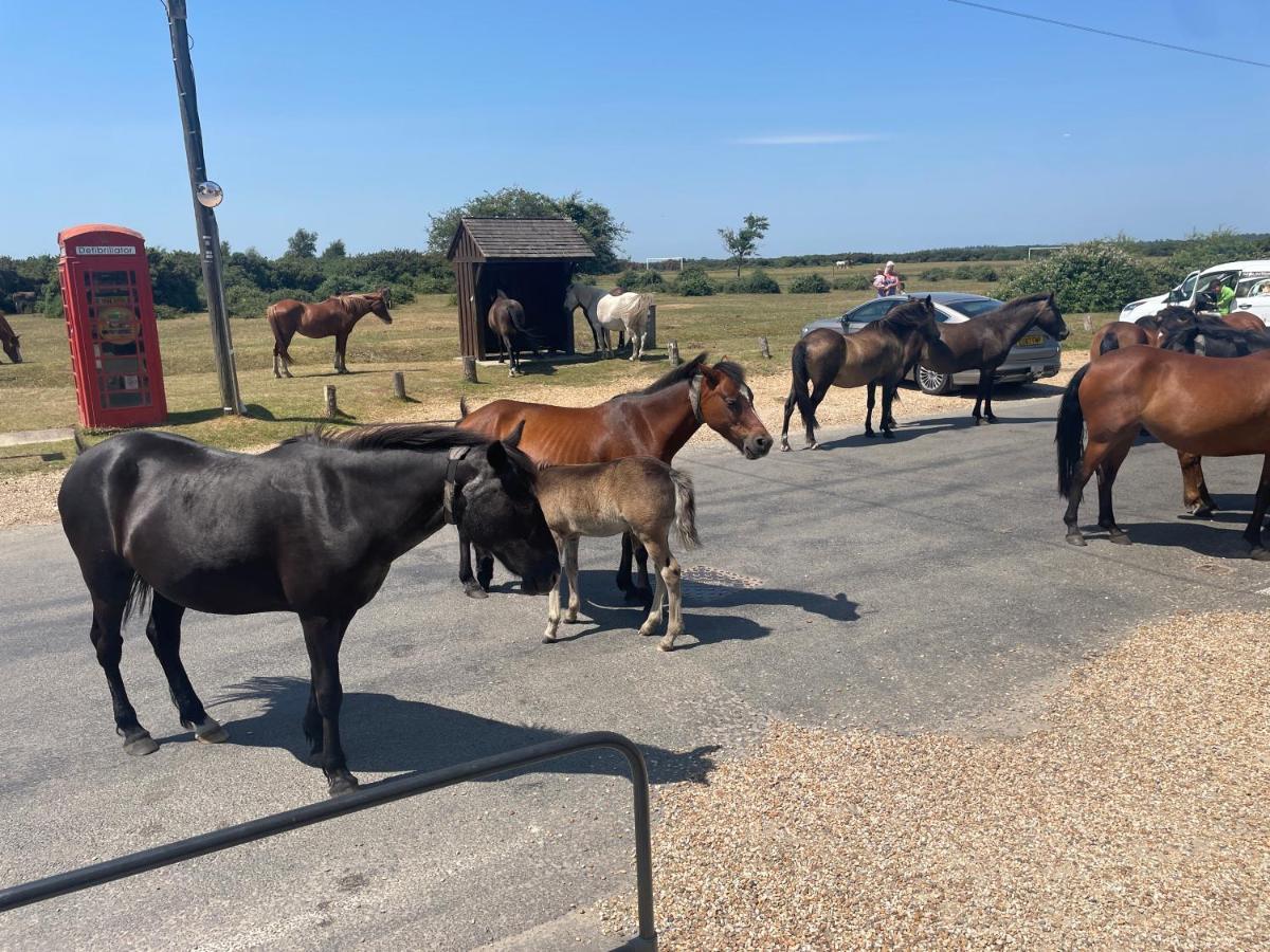New Forest View Больє Екстер'єр фото