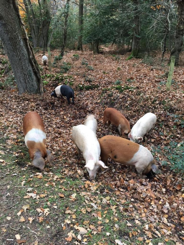 New Forest View Больє Екстер'єр фото
