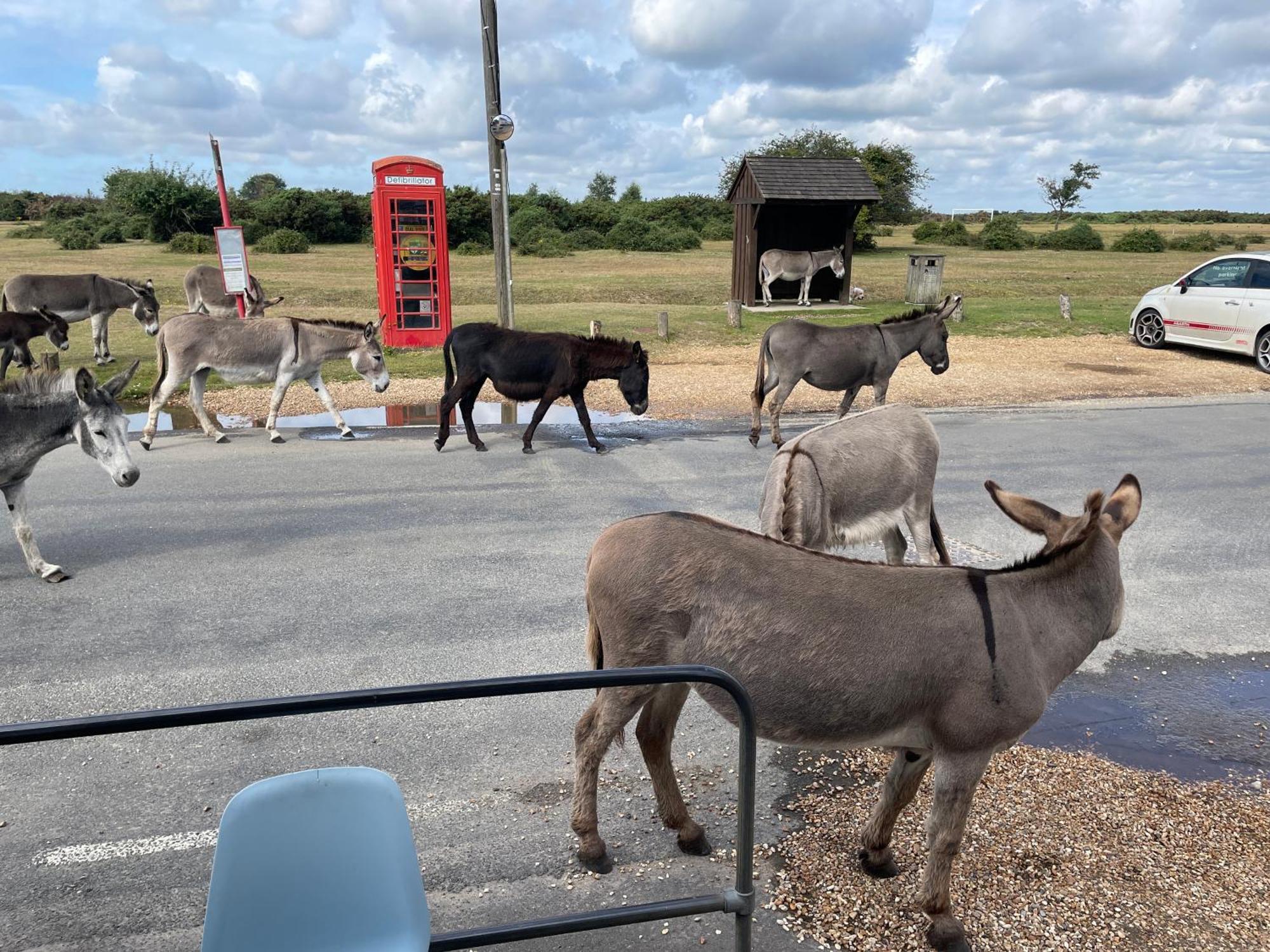 New Forest View Больє Екстер'єр фото
